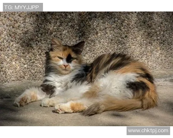 西部罗姆与巴恩斯利激战正酣谁将赢得这场精彩对决